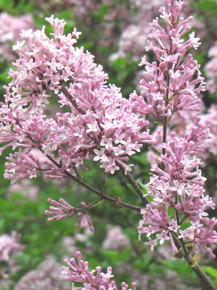 Close-up of a cluster of small lilac flowers in bloom. The delicate blossoms are densely packed on the branches, with vibrant green leaves in the blurred background, creating a fresh and lively springtime scene beneath an overgrown arborvitae.