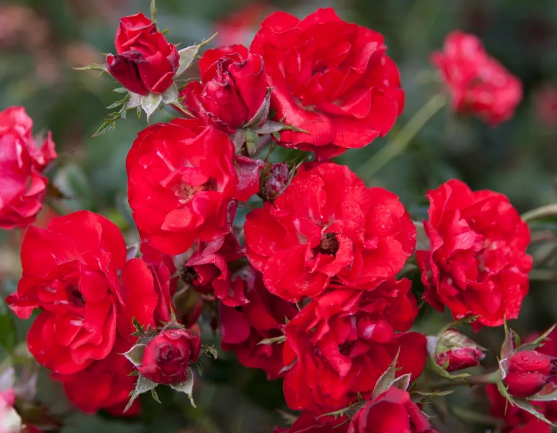 Disease resistant rose  - Rosa ‘Crimson Meidiland’ from Meilland