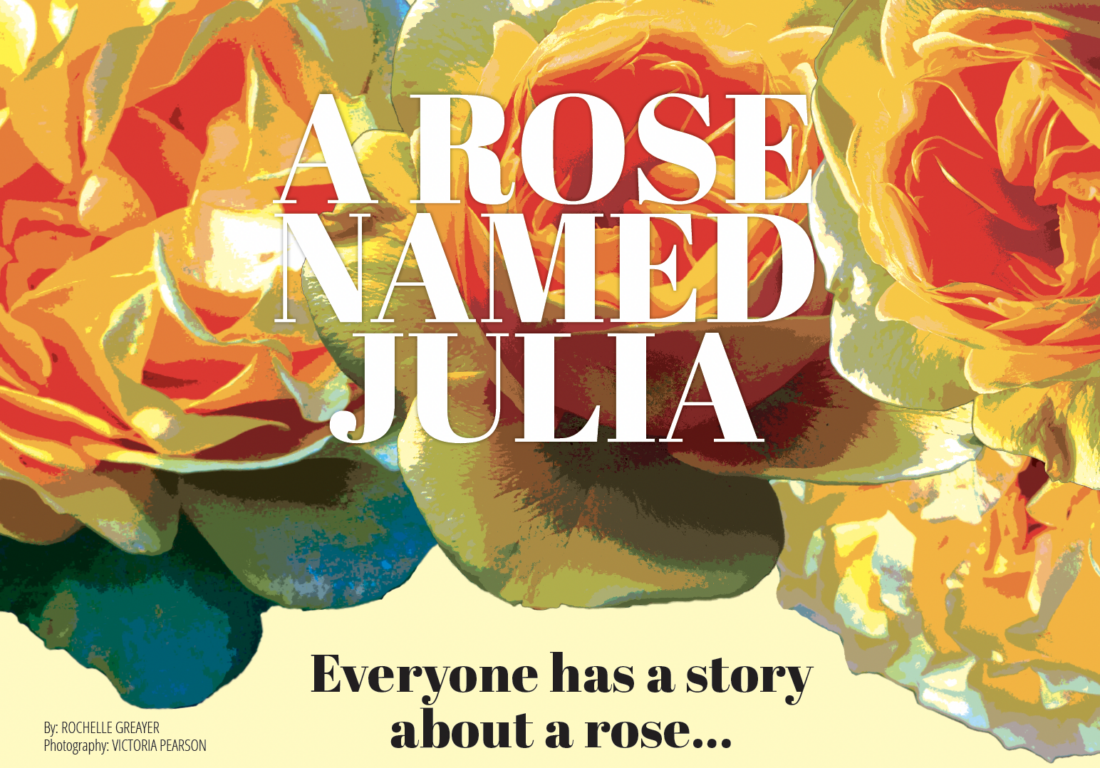 the story behind the julia child rose