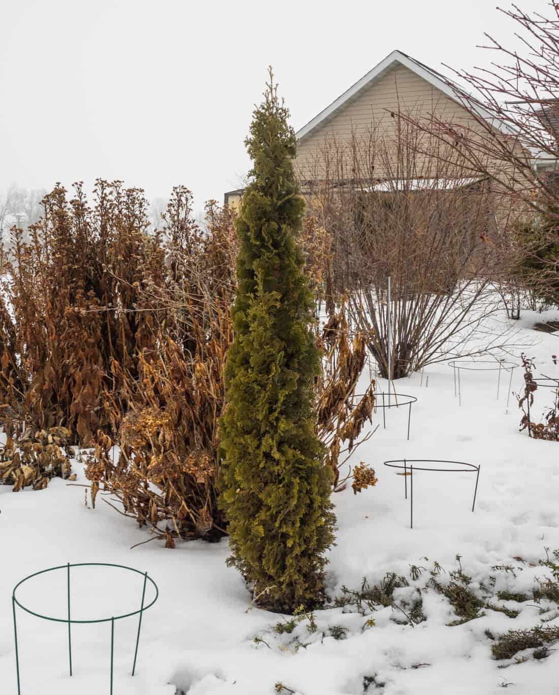 A small evergreen tree, an interesting arborvitae, stands in a snowy garden with dried plants and empty supports. A beige house with a steep roof is visible in the background. The overcast sky enhances the wintry atmosphere.