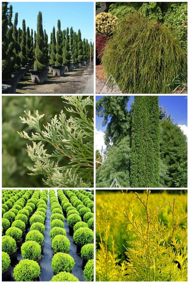 A vibrant collage of evergreens featuring interesting arborvitae, green giant arborvitae hedges, potted conical shrubs, densely textured grasses, needle-like foliage close-ups, a towering columnar tree, rows of spherical green bushes, and delicate yellow-green thuja garden branches.