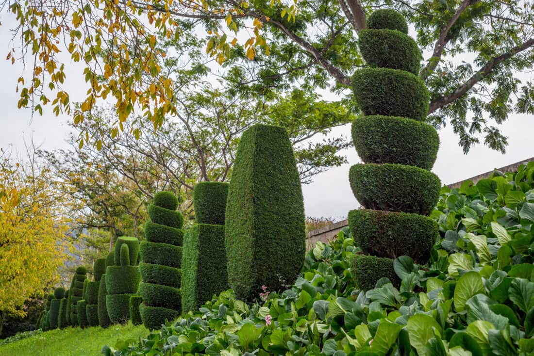 A row of meticulously shaped topiary trees, with interesting arborvitae in various geometric forms, lines a sloped garden. The foreground features lush green foliage, while overhanging tree branches frame the serene thuja garden landscape.