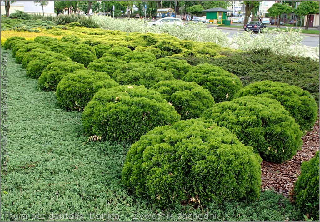 A well-maintained thuja garden showcases neatly trimmed, round shrubs arranged in rows on a bed of green ground cover. A pathway and various interesting arborvitae plants can be seen in the background.