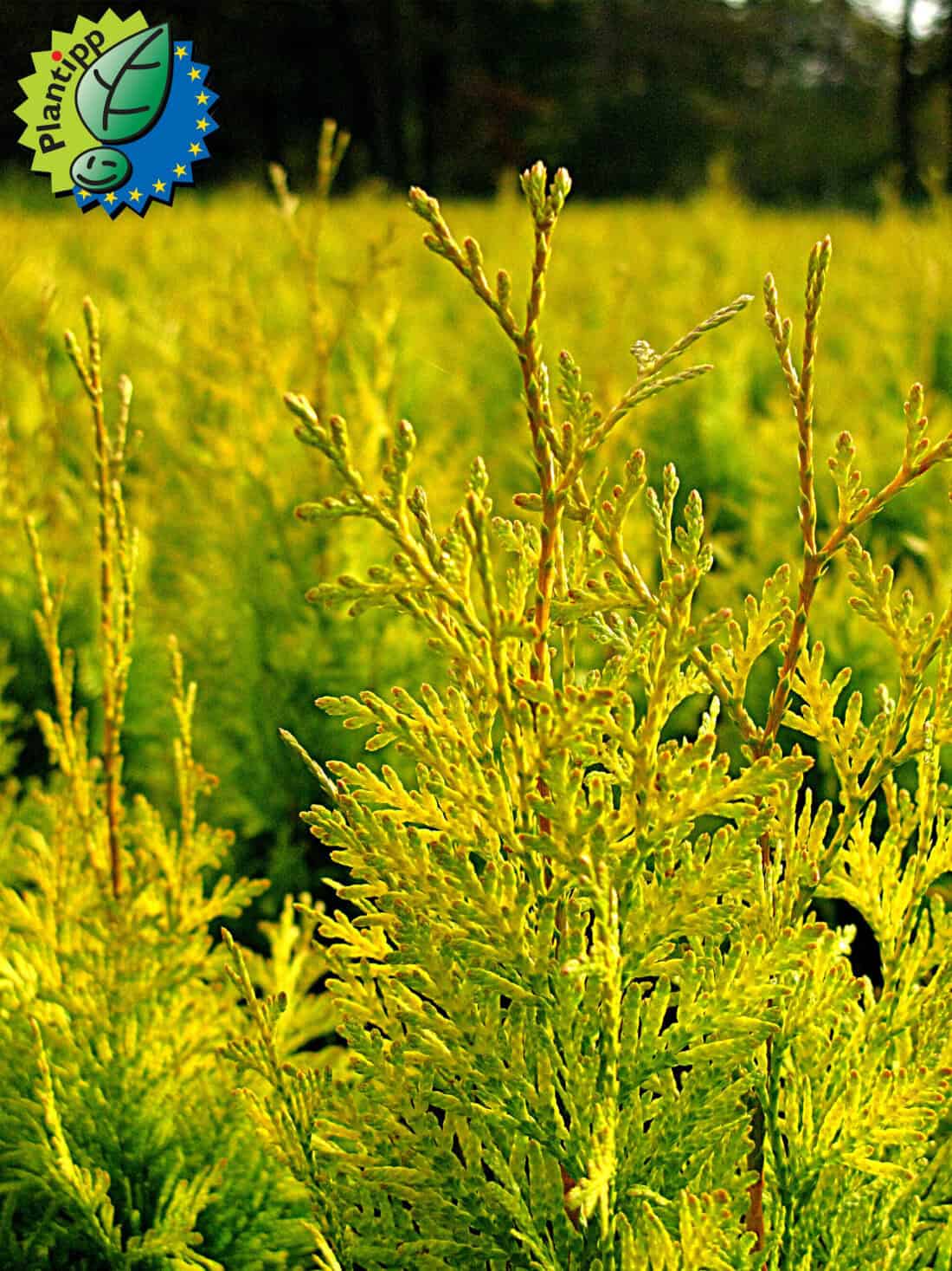 Close-up of vibrant green, fern-like plants with fine leaves, densely packed together like an arborvitae hedge. A logo featuring a green leaf and stars is in the top left corner, suggesting an eco-friendly or organic theme. The scene is brightly lit, indicating a sunny day.