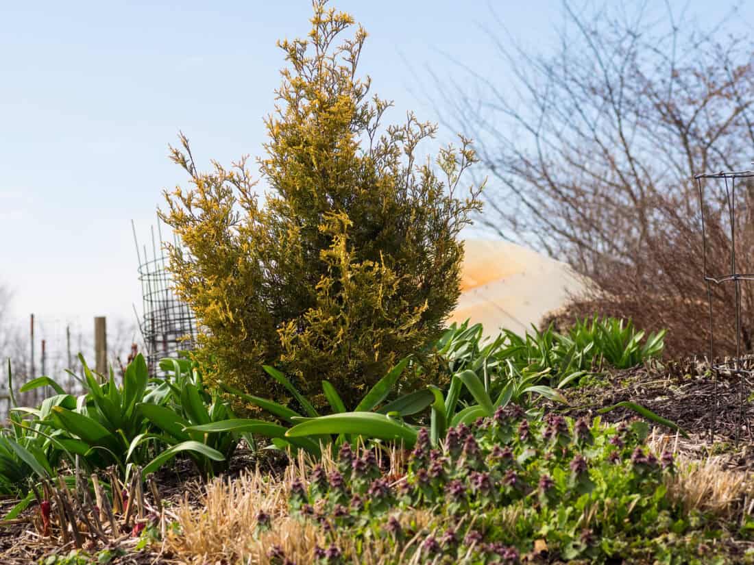 A small evergreen shrub graces a thuja garden, surrounded by lush greenery and wildflowers. In the background, bare leafless trees frame a green giant arborvitae hedge and a partially visible greenhouse under the clear blue sky.