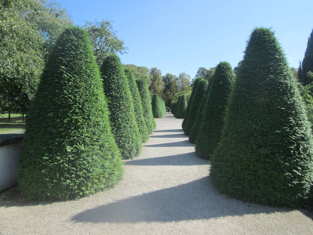 A pathway lined with tall, conically shaped evergreen trees on a sunny day. This arborvitae hedge creates a symmetrical, lush green avenue extending into the distance under a clear blue sky.