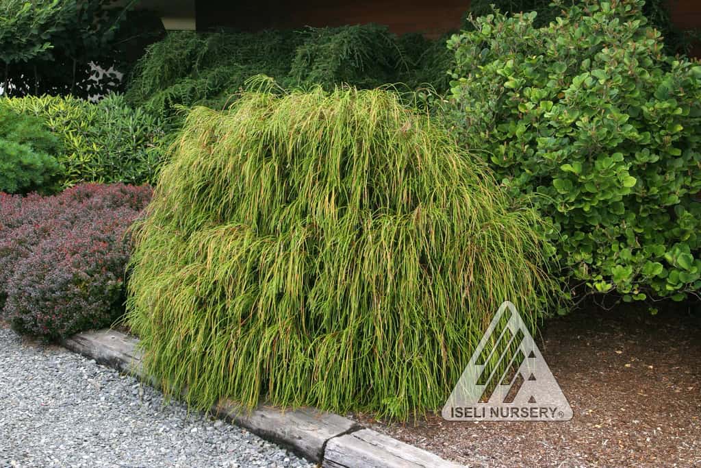 A lush green ornamental grass with long, flowing blades is planted next to a gravel path, bordered by a vibrant thuja garden. Surrounded by various shrubs and bushes, an artful wooden border separates the greenery from the path. A logo reads "Iseli Nursery" in the corner.