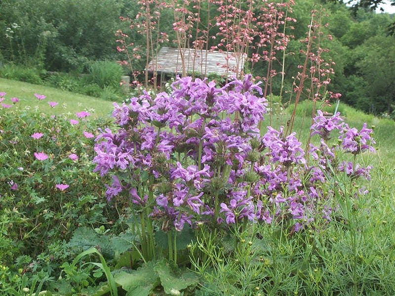 Purple flowered Stachys macrantha - Big betony -  in a garden with geranium.