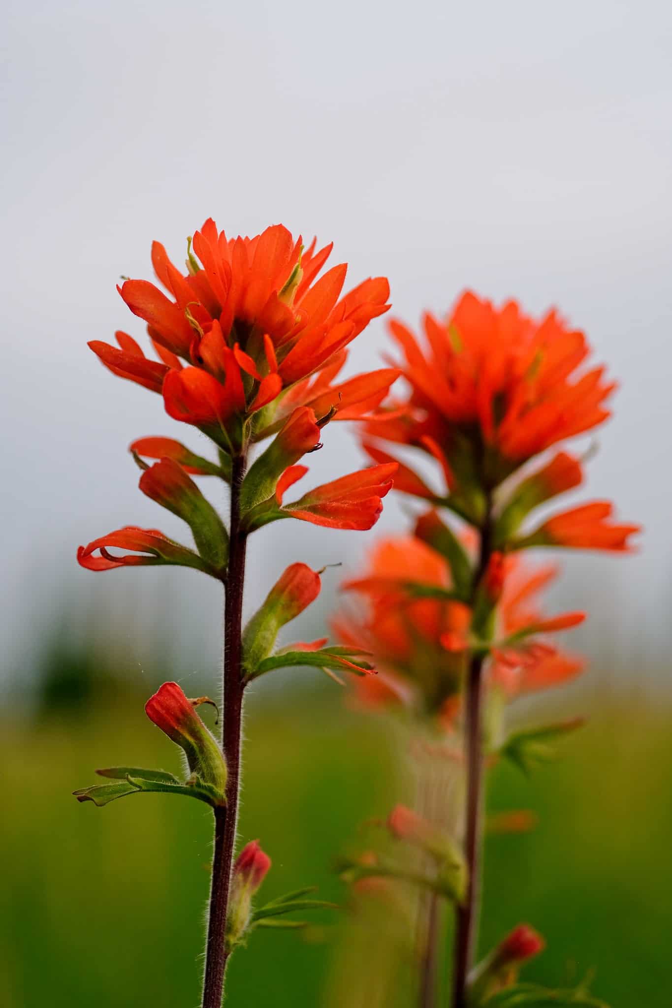 Castilleja chromosa - Desert Indian Paintbrush a beautiful and symbolic ...