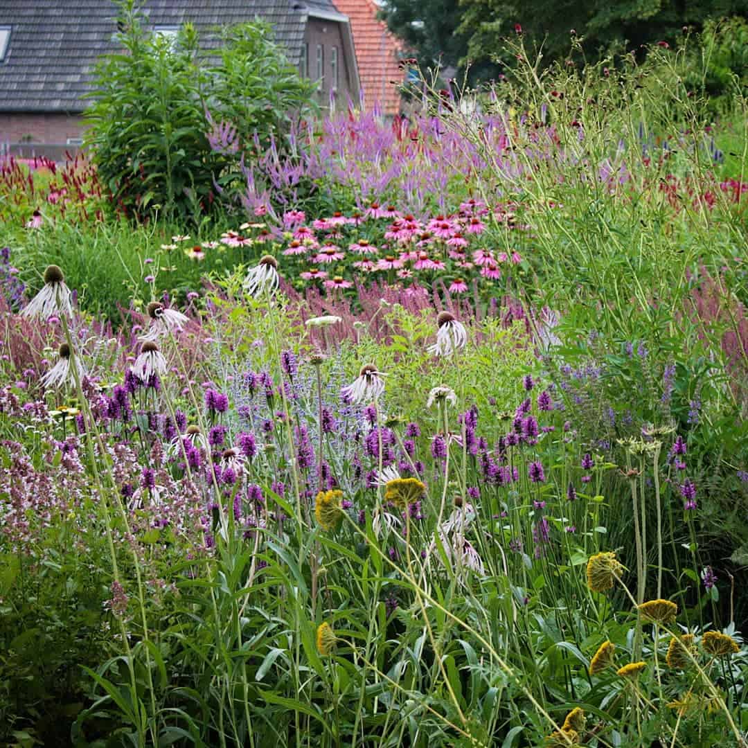 naturalistic planting featuring stachys hummelo