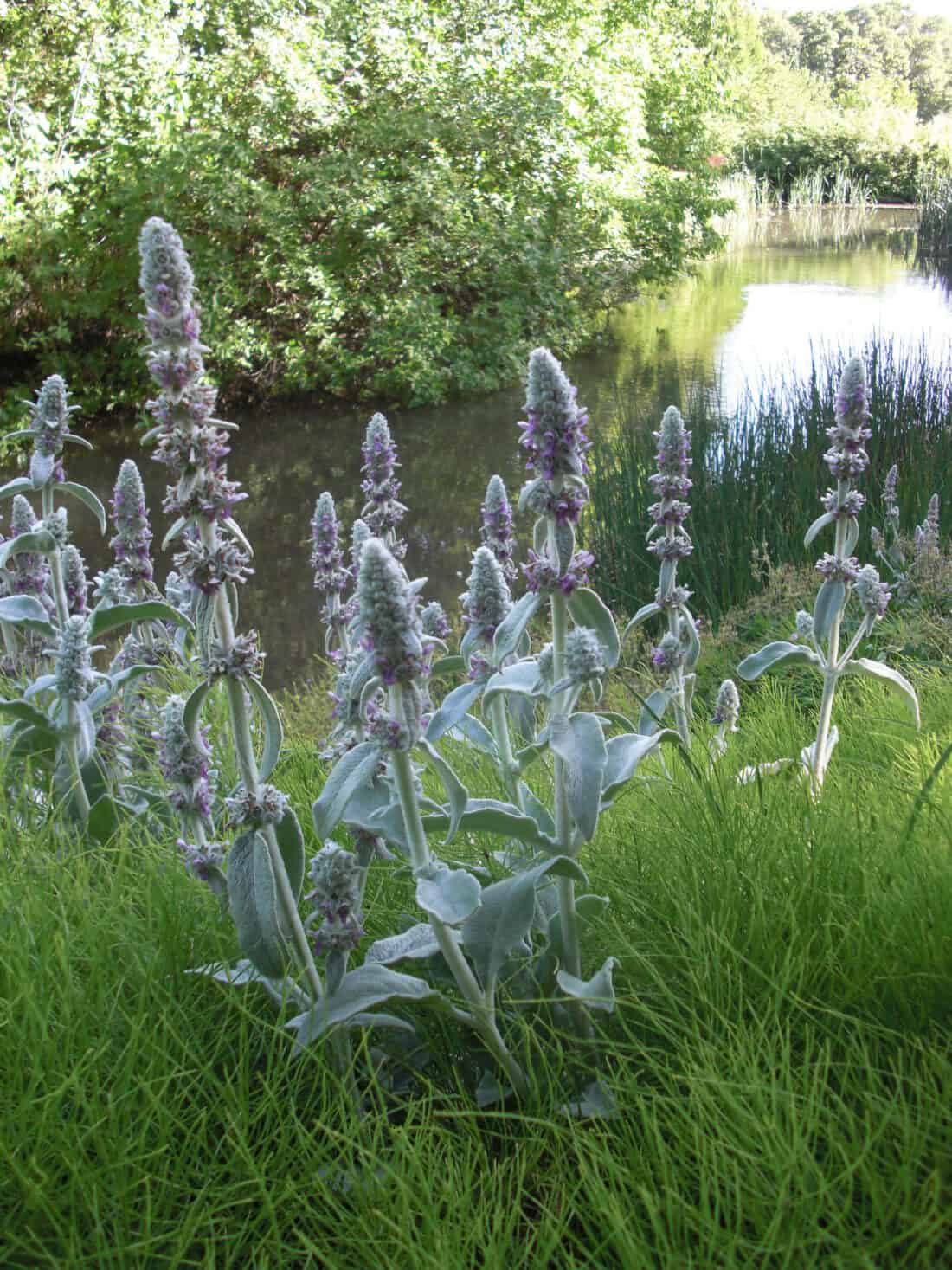 stachys byzantina with horsetails