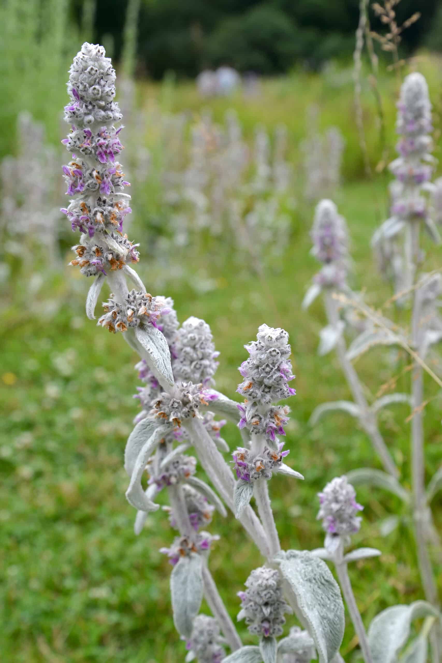 Sage plants in a field with Stachys macrantha and purple flowers.