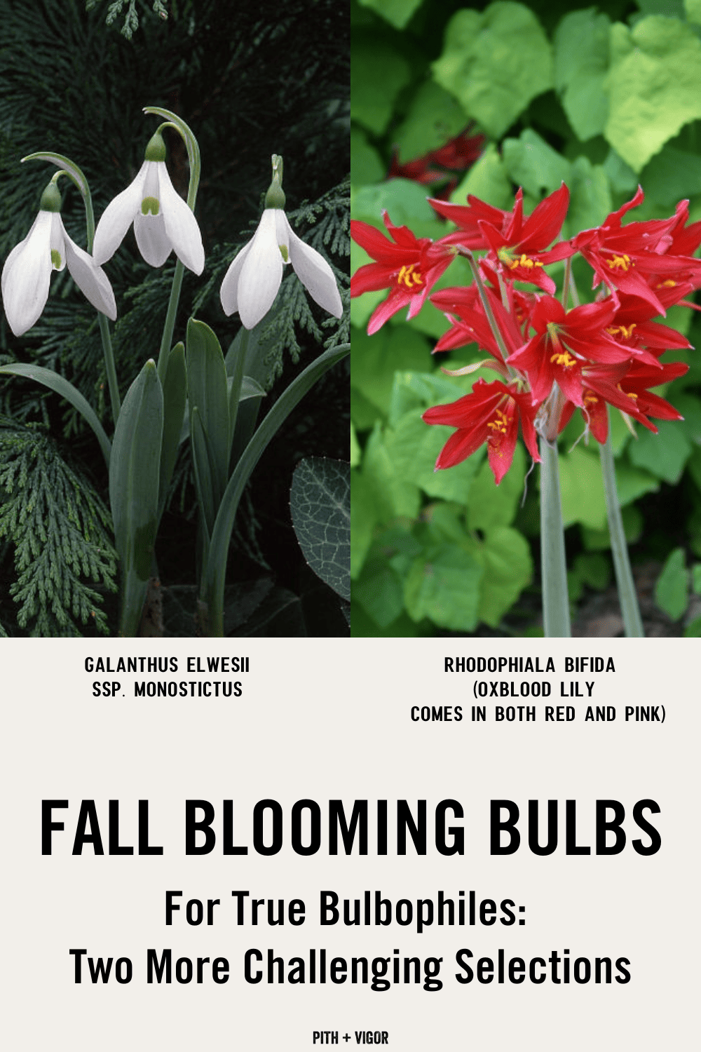 Autumn flowering fall blooming bulbs. Galanthus elwesii and rhodophiala bifida (oxblood lily)
