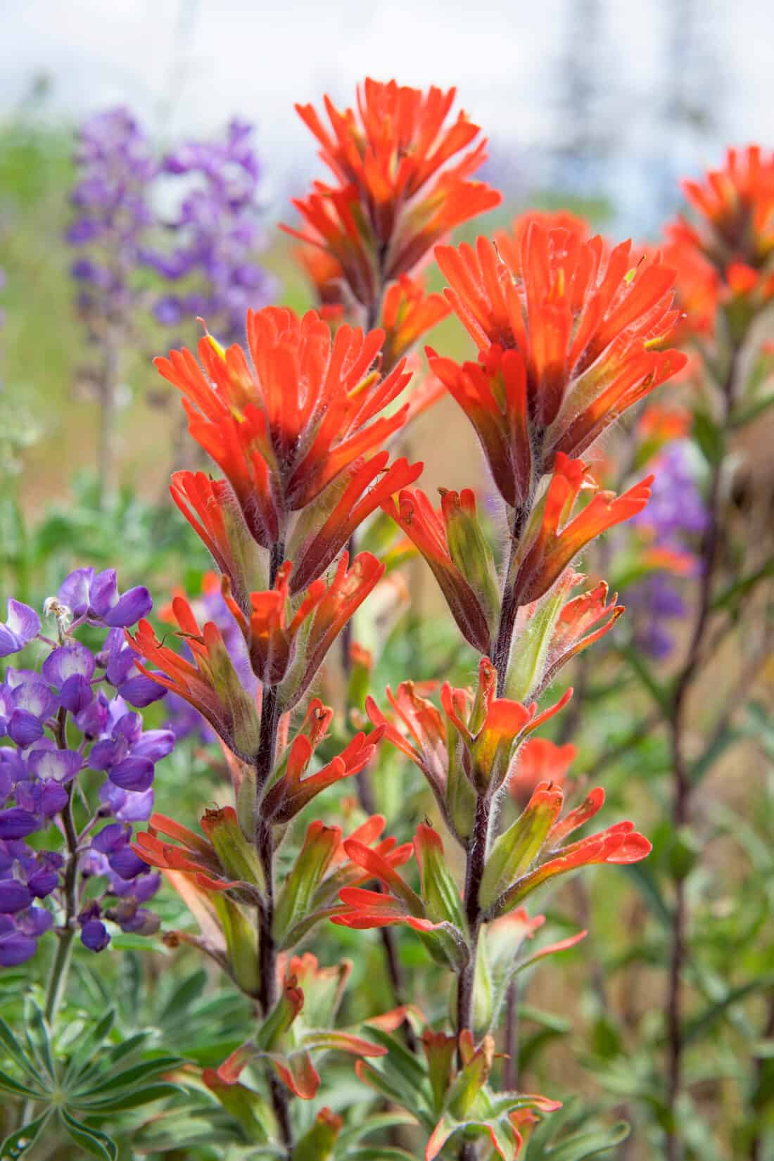 indian paintbrush and lupine