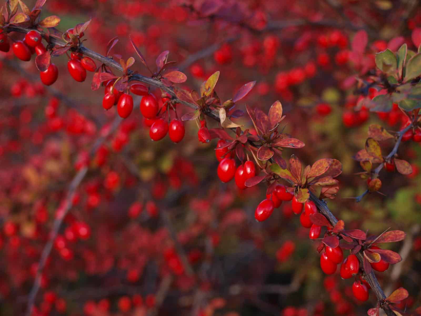 Growing Barberries for Cooking