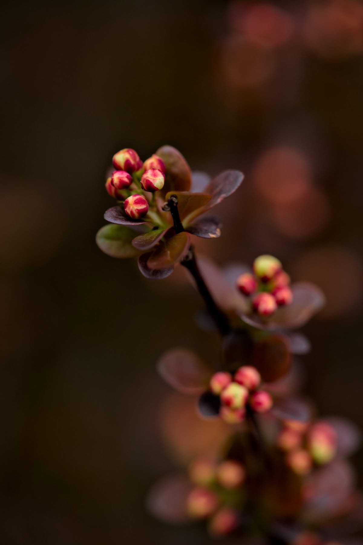 A close up of a small Japanese barberry plant with red and yellow flowers.
