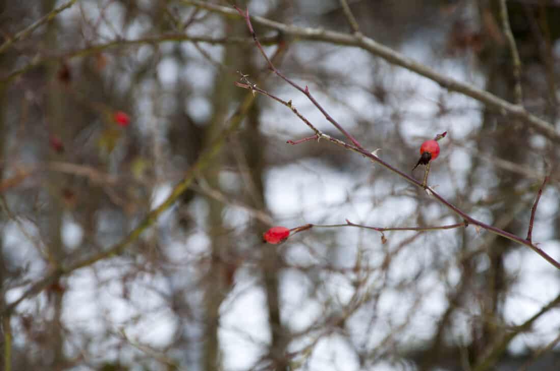 barberries in the wild in the winter