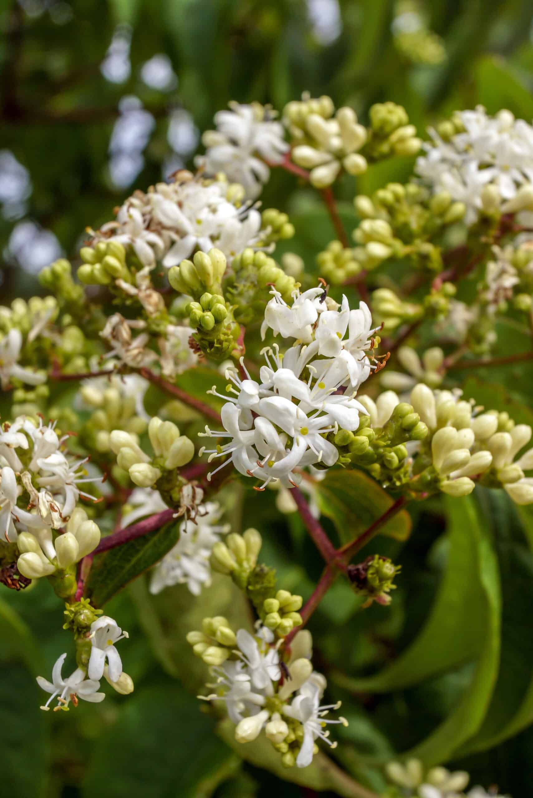 How to Plant a Heptacodium miconioides (Seven Sons Tree) in Your Garden ...