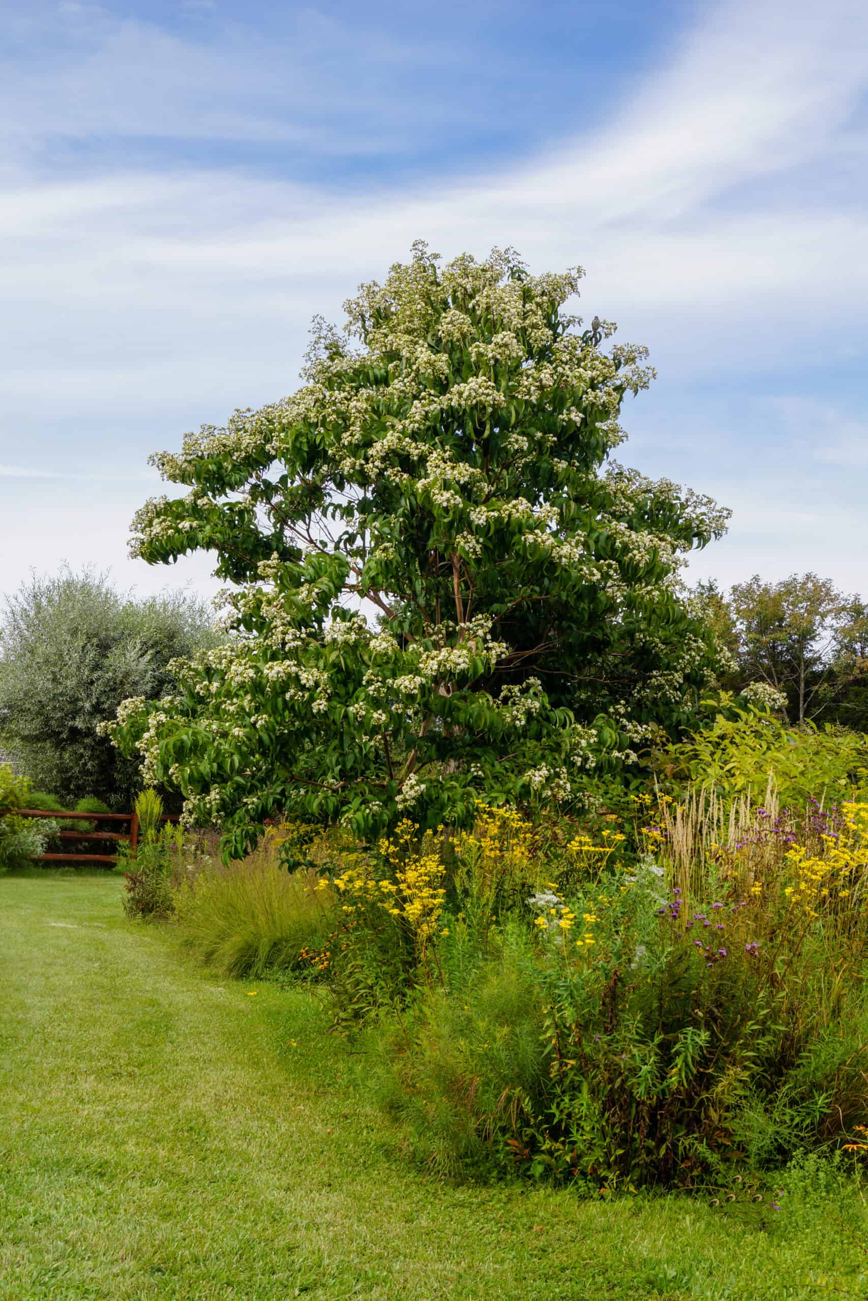 A heptacodium miconioides, also known as the seven son tree or seven sons tree, standing tall in a spacious field.