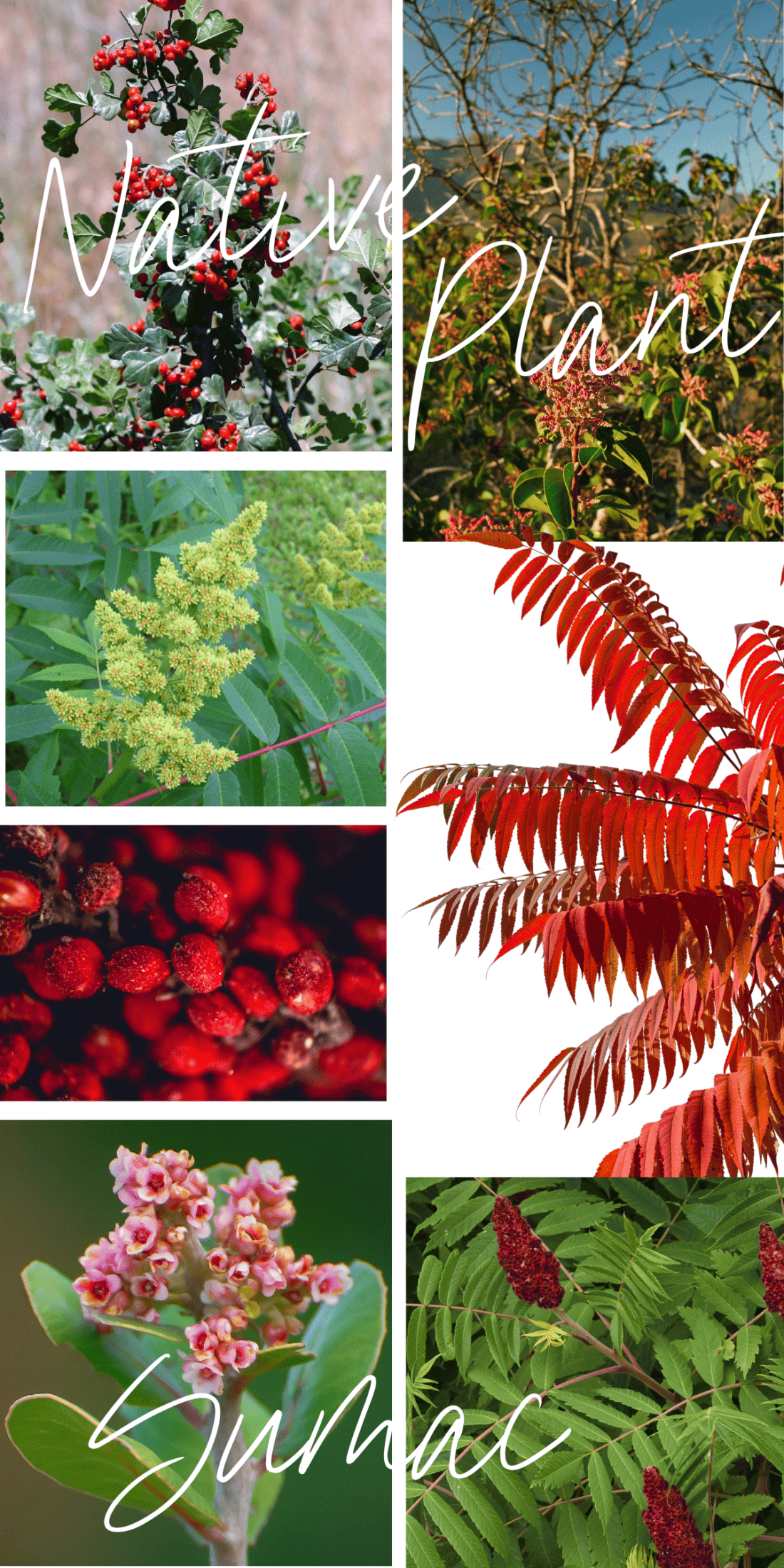 a collection of staghorn sumac trees