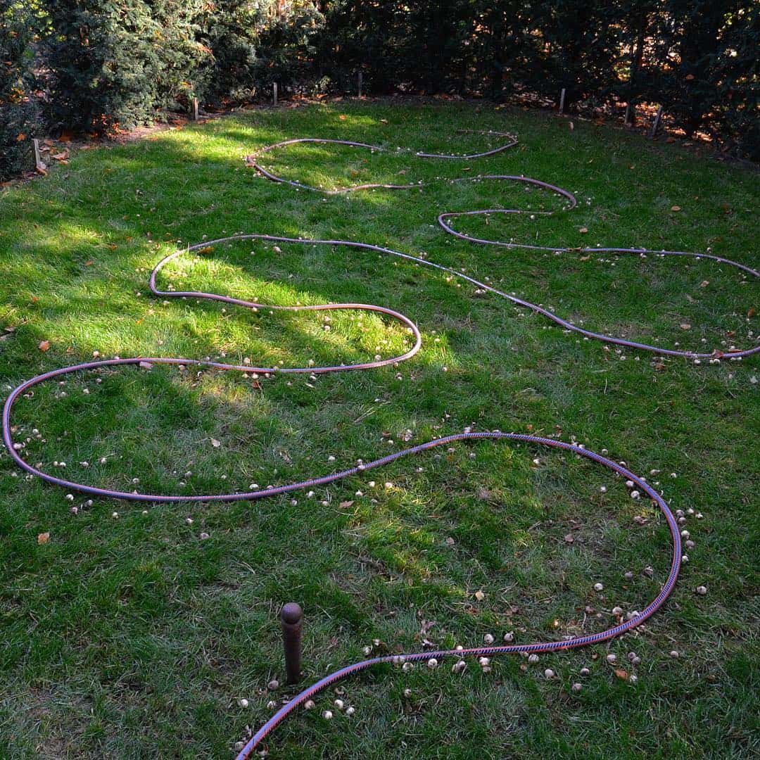 stinzenplanten lawn in a snake like pattern