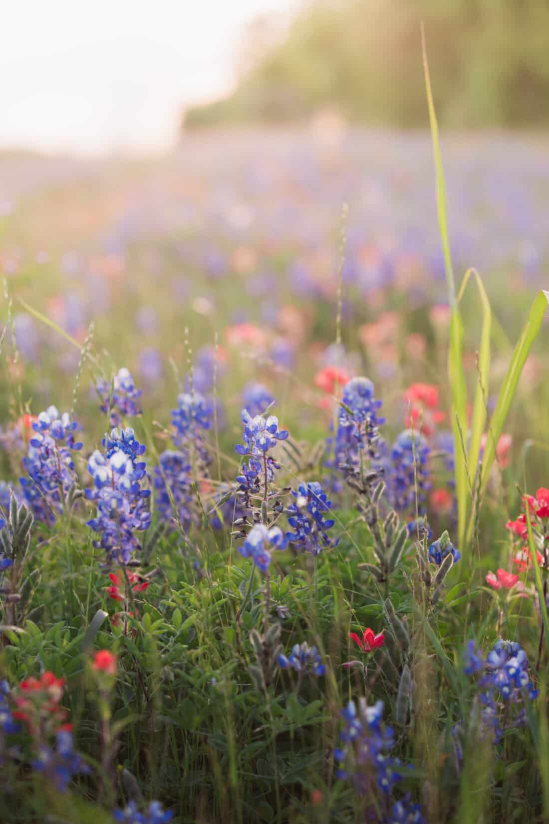 indian paintbrush and texas bluebells