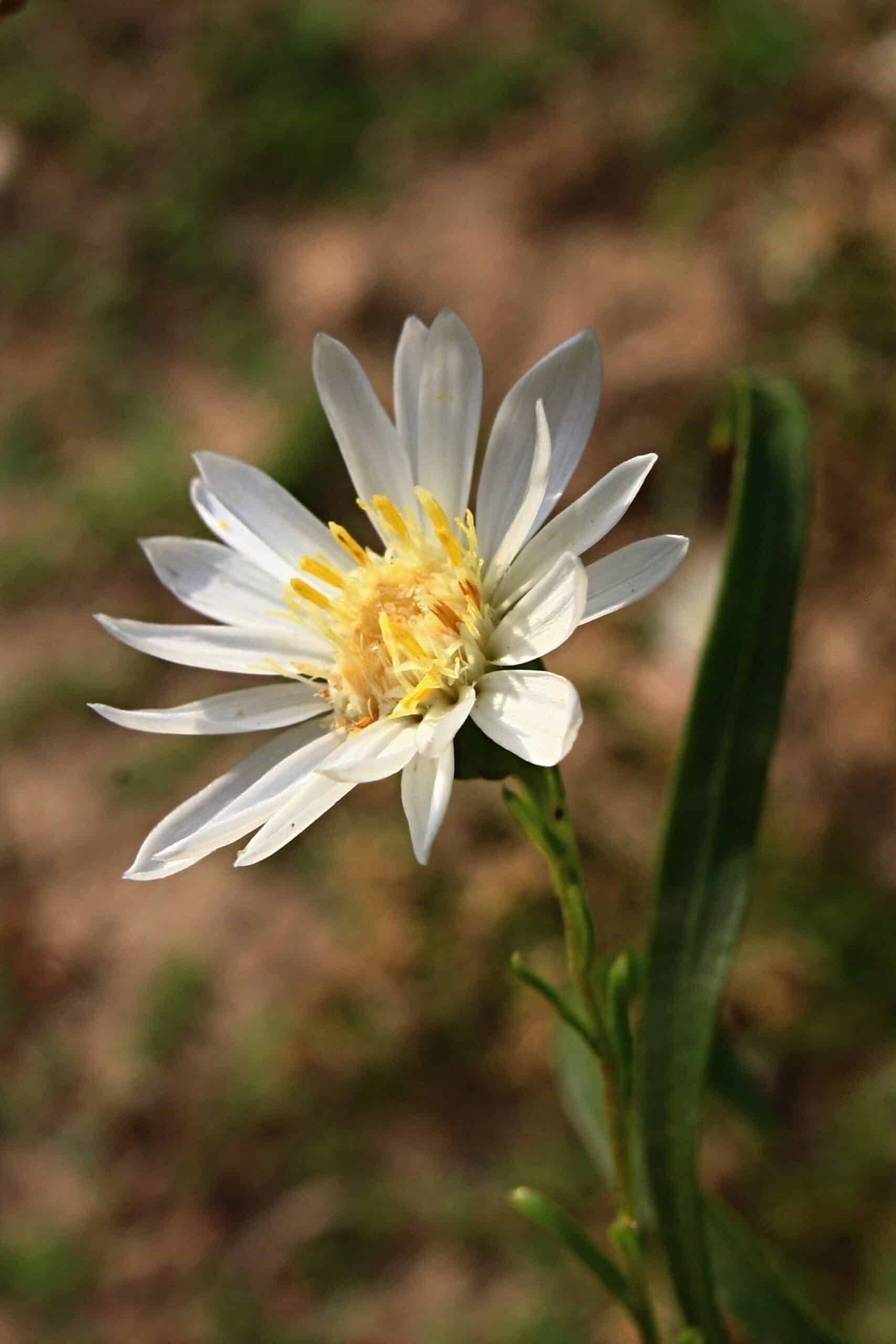 A white flower with yellow centers, perfect for fall planting.