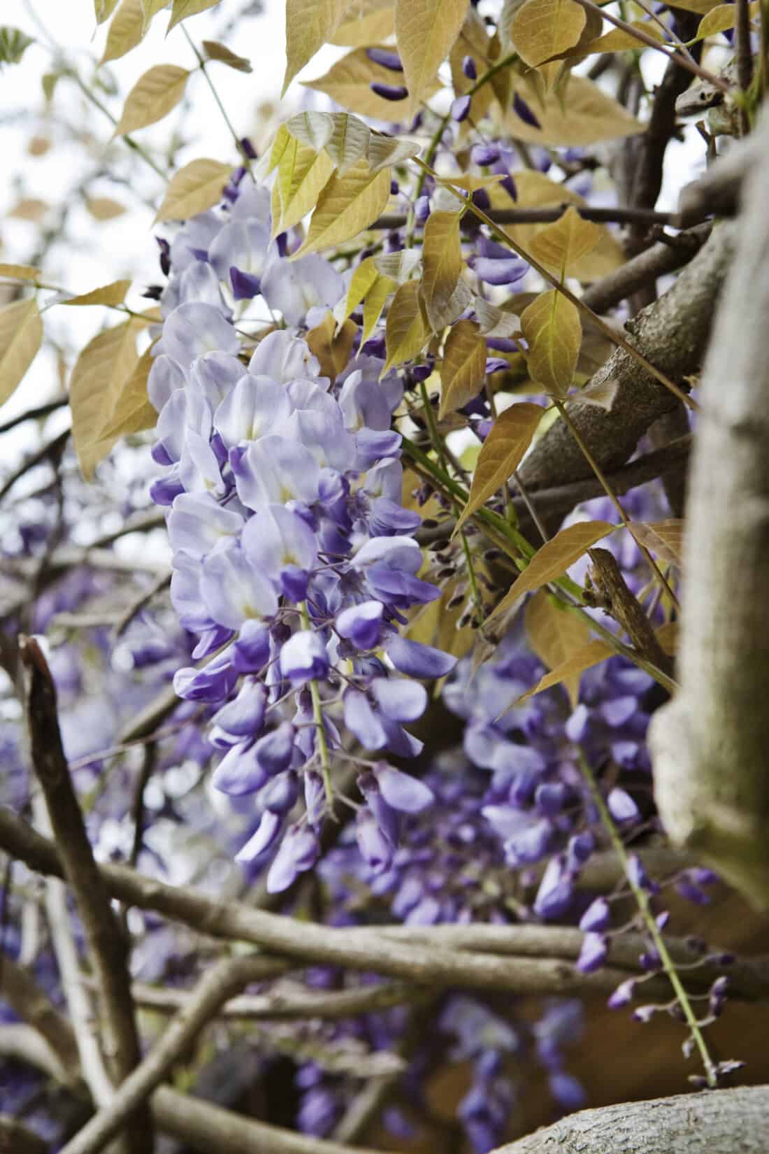 old wisteria in a garden in the netherlands