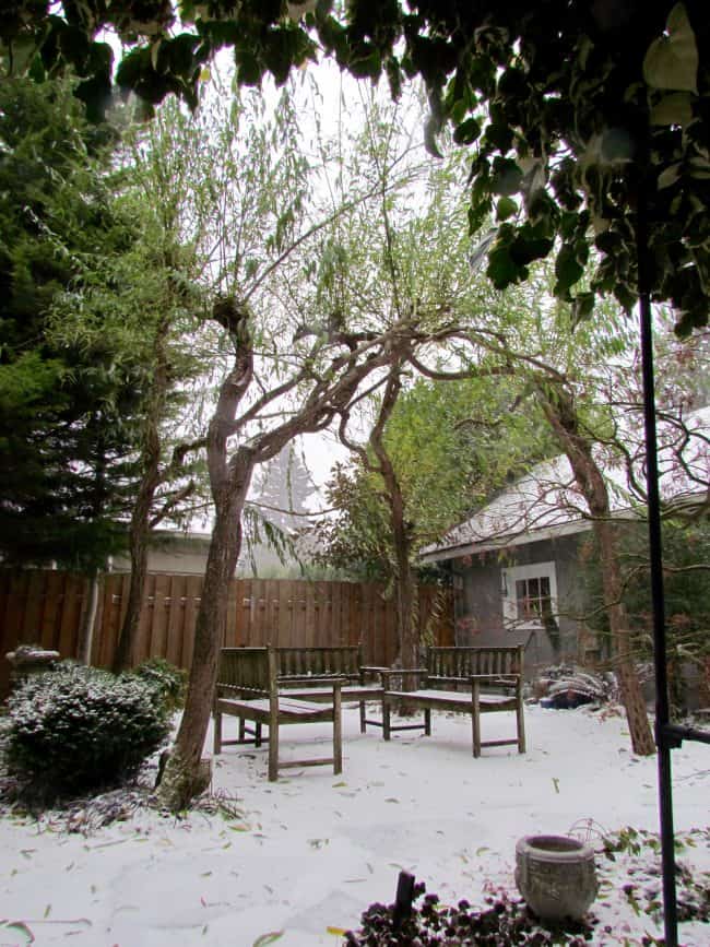 living willow arbour in winter