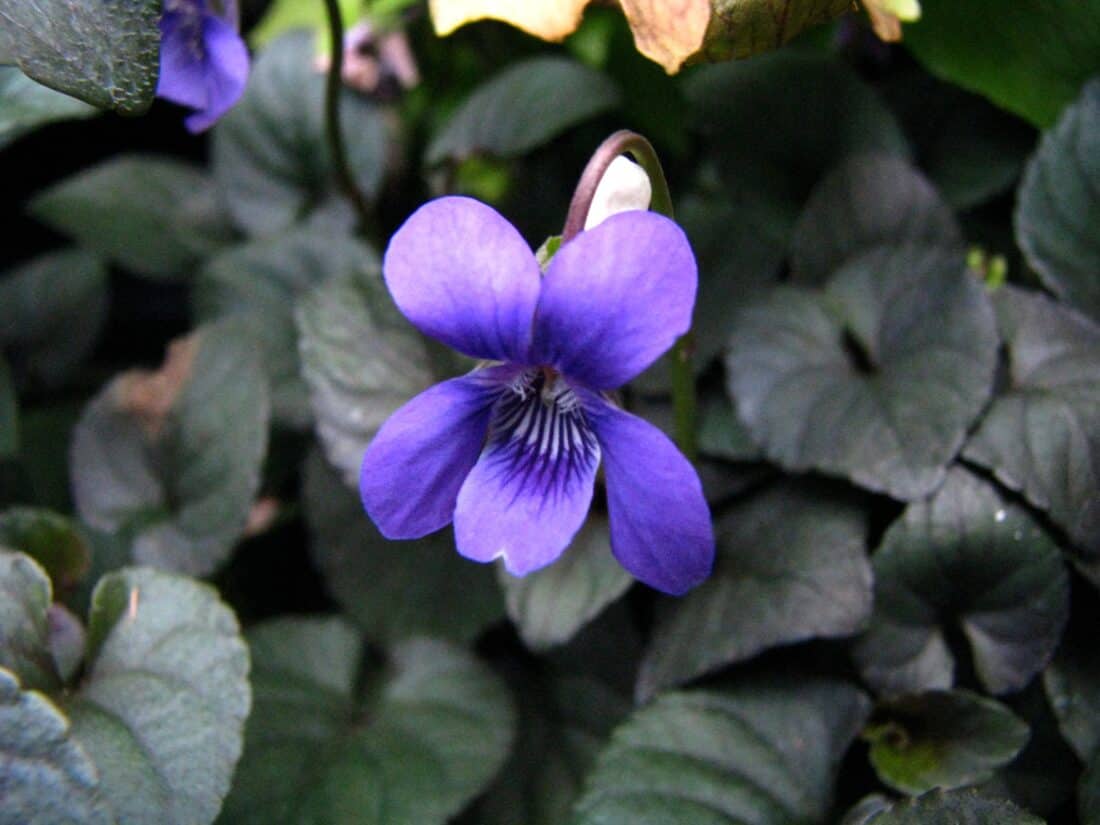 The pretty purple flower 