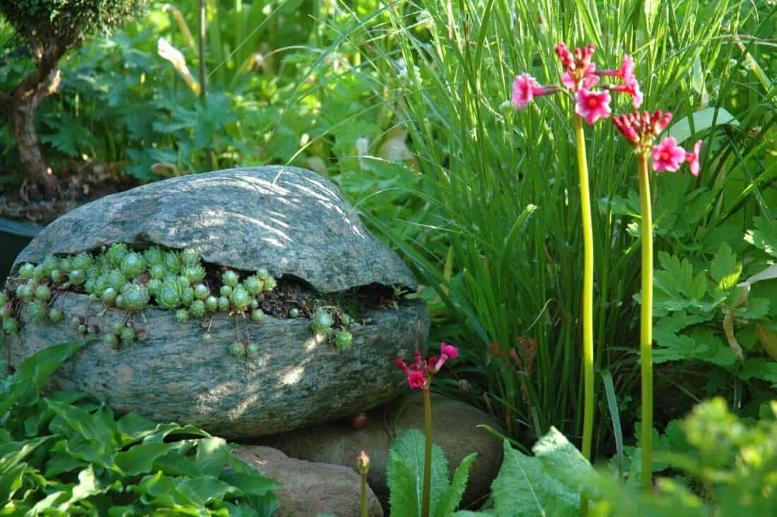 the clamshell stone planter with sedum and sempervivium