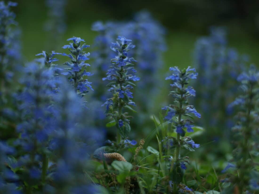 ajuga or bugleweed  pretty blue flower groundcover for sun or shade