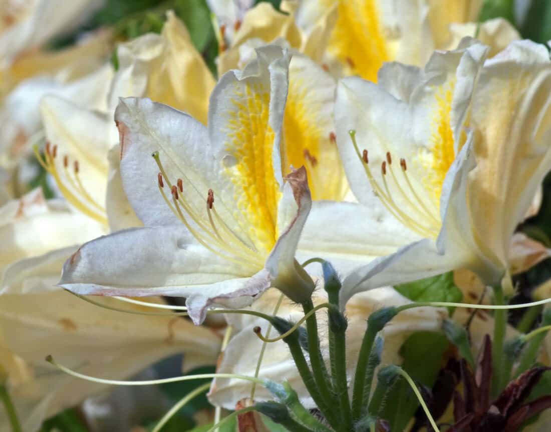 White alstroemeria bulbs (Peruvian lilies)