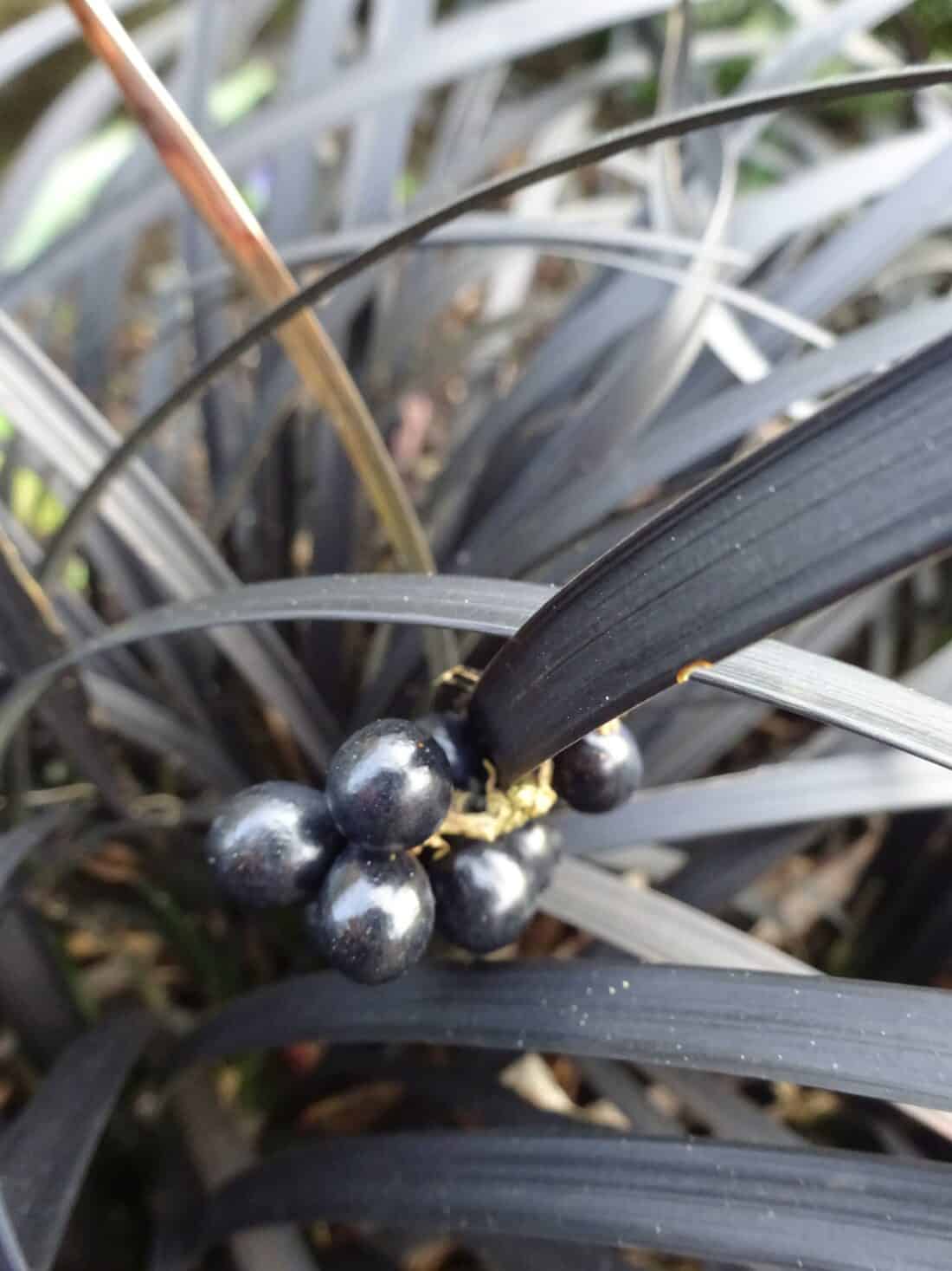 Black plant - Ophiopogon planiscapus 'Nigrescens'