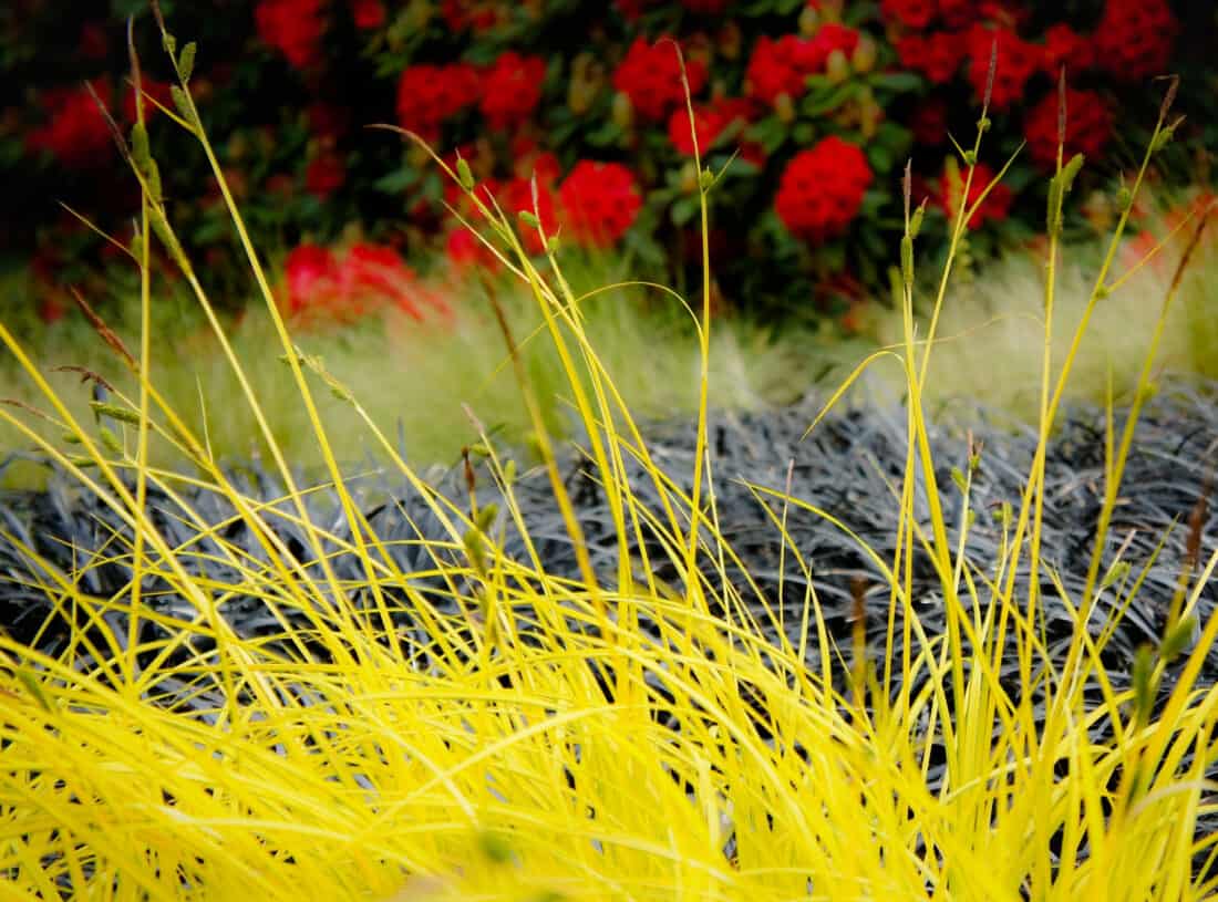Color bands of grasses in the garden.  Yellow grass in foreground, Ophiopogin planiscapus 'niger' (Black mondo grass)  layered in front of another green grass and then red rhododendron in the background.  