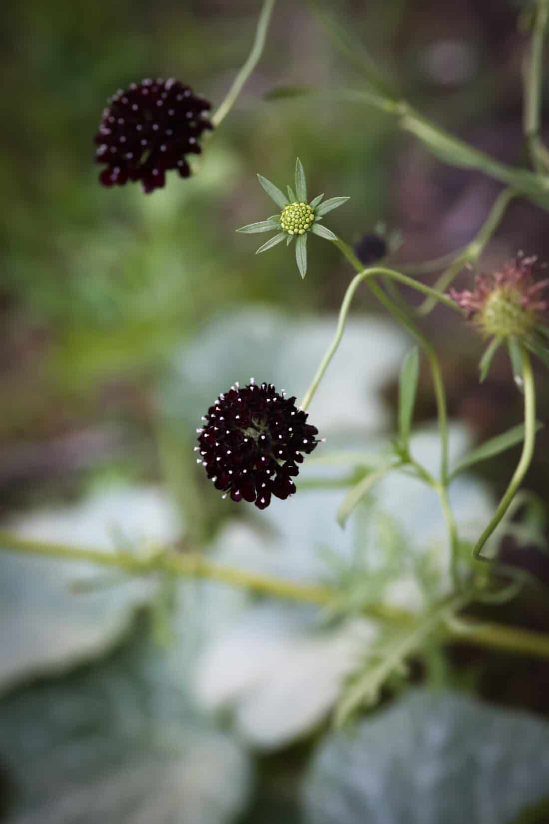 black scabiosa flowers for the garden