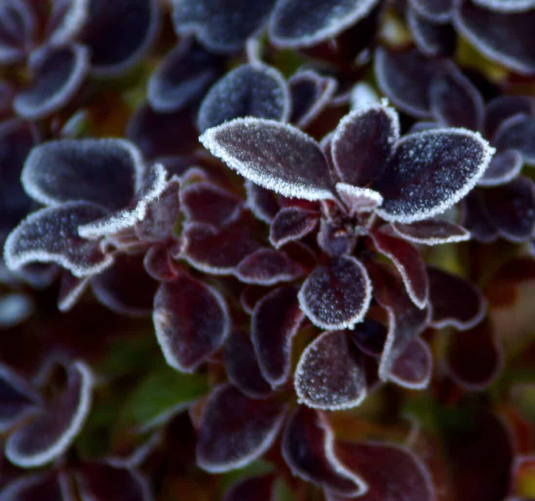 frosted purple barberry