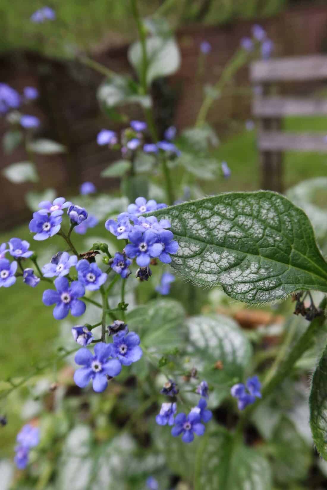 brunnera maculata - ground cover plant for shade
