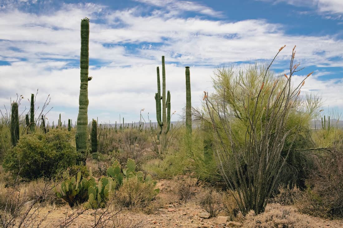 a collection of cacti in the desert including nopal, ocotillo and saguaros