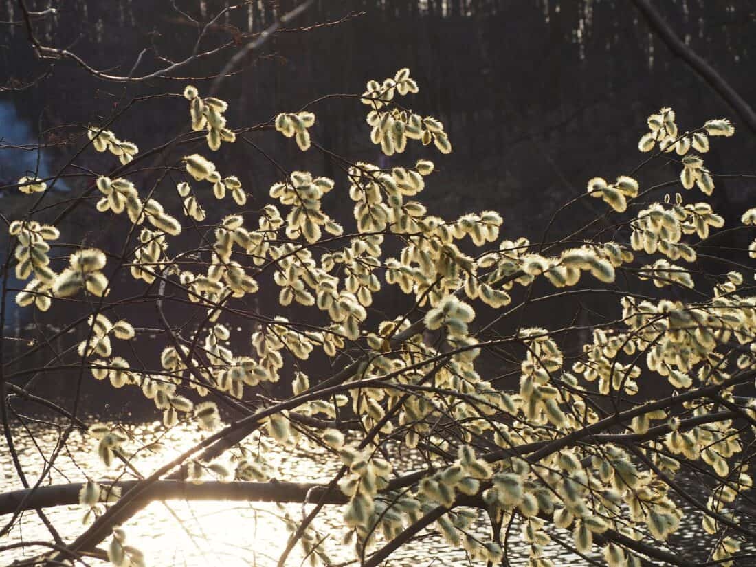 pussy willow Catkins backlit in front of a pond 