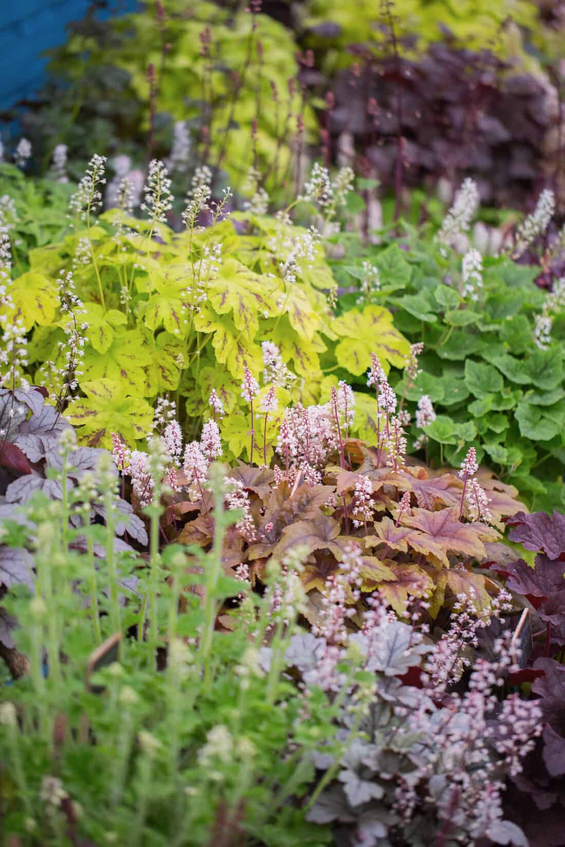 a collection of colorful heuchera at chelsea flower show - shady ground cover