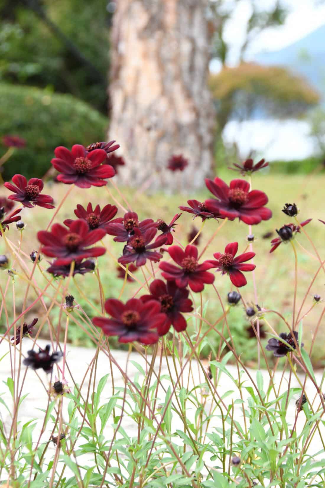 Chocolate cosmos - red or  dark burgundy brown flowers
