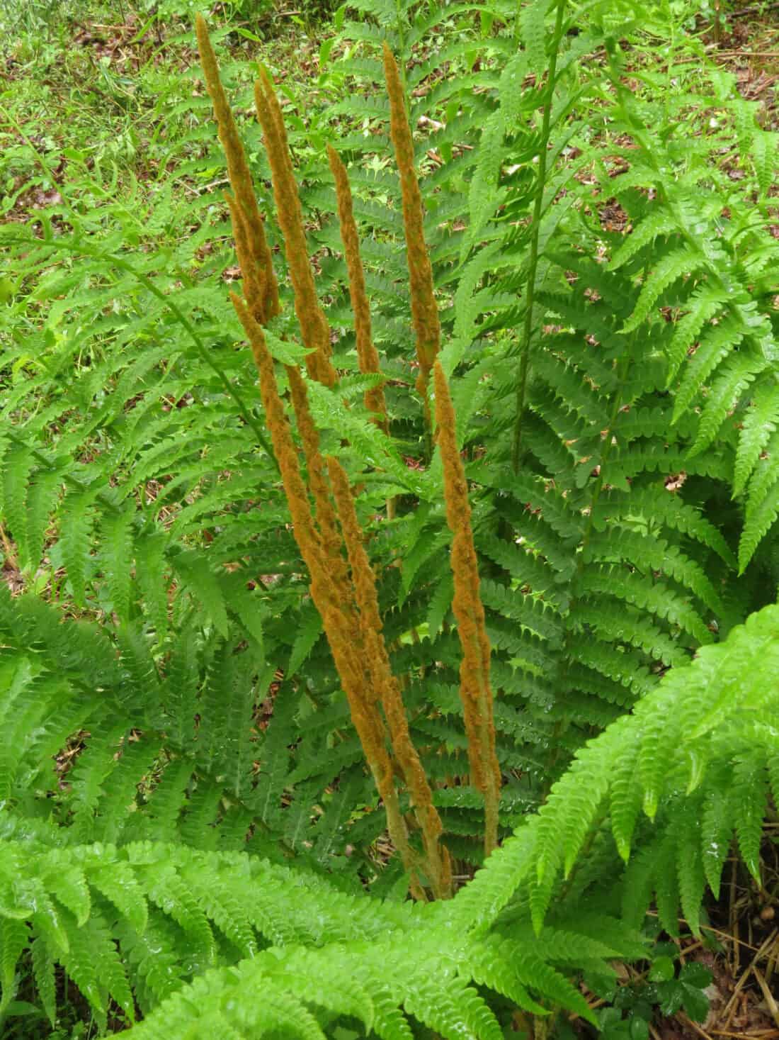 Osmundastrum cinnamomeum (cinnamon fern)