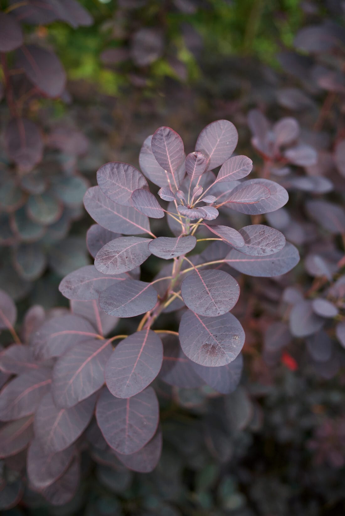 Cotinus coggygria - dark purple leaved shrub