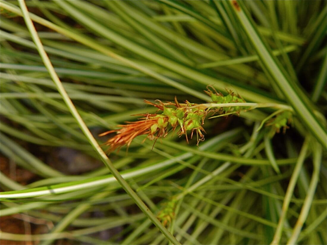 ever gold sedge carex - groundcovers for shade