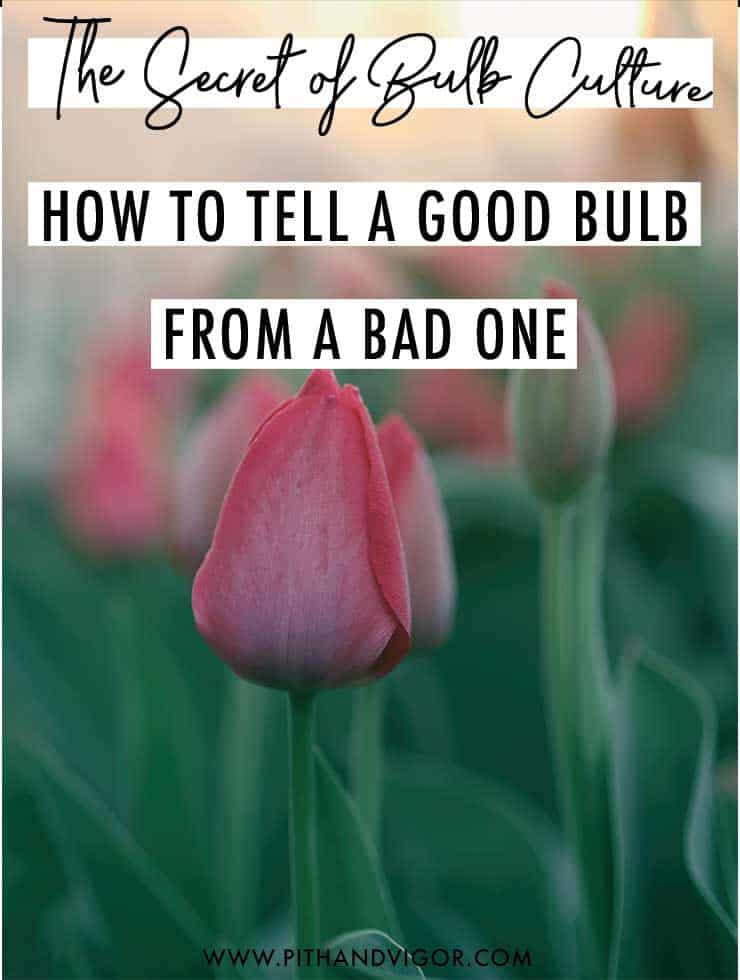 The Secret of Bulb Culture - How to tell a good bulb from a bad one