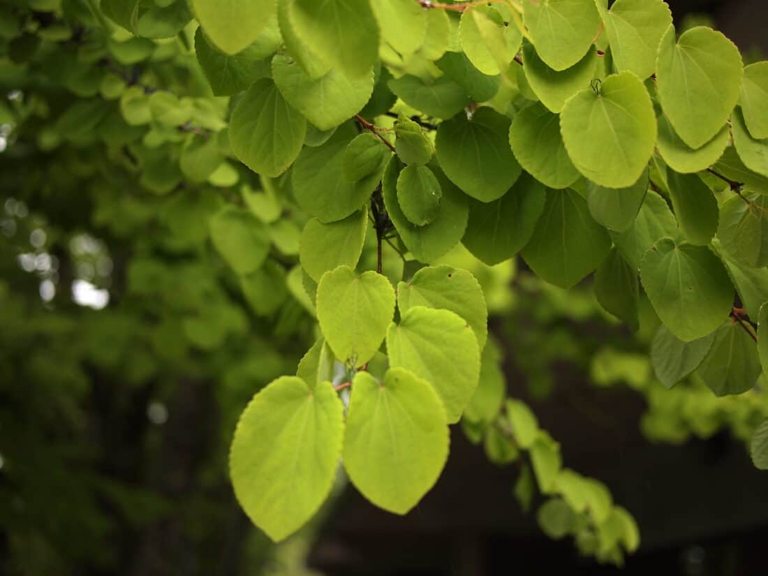 Katsura tree leaves