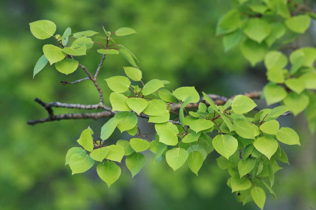 Fresh green leaves of Populus tremuloides. 