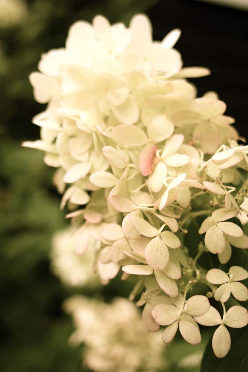 Late Blooming White flowers for your garden - Hydrangea Limelight by rochelle greayer