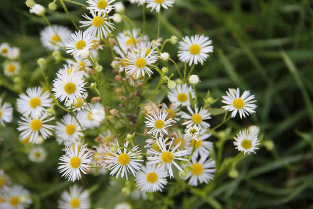 native perennial asters